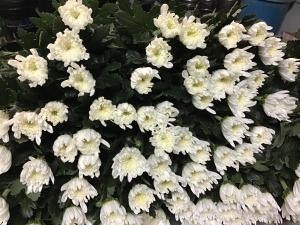 img_16761