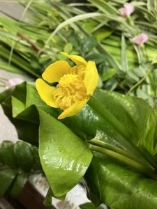 河骨２|「花はあんどう」　（鳥取県倉吉市の花屋）のブログ