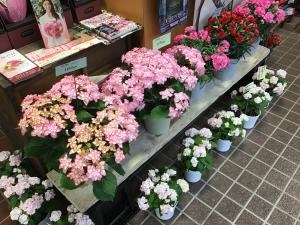 img_51751