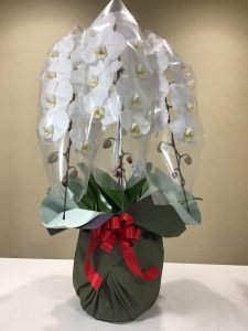 胡蝶蘭｜「花はあんどう」　（鳥取県倉吉市の花キューピット加盟店 花屋）のブログ