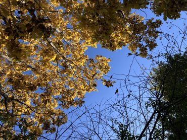 花供養2024|「花はあんどう」　（鳥取県倉吉市の花屋）のブログ