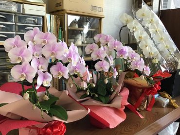 受賞お祝い｜「花はあんどう」　（鳥取県倉吉市の花キューピット加盟店 花屋）のブログ