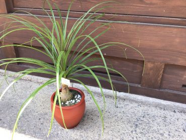 とっくり蘭｜「花はあんどう」　（鳥取県倉吉市の花キューピット加盟店 花屋）のブログ