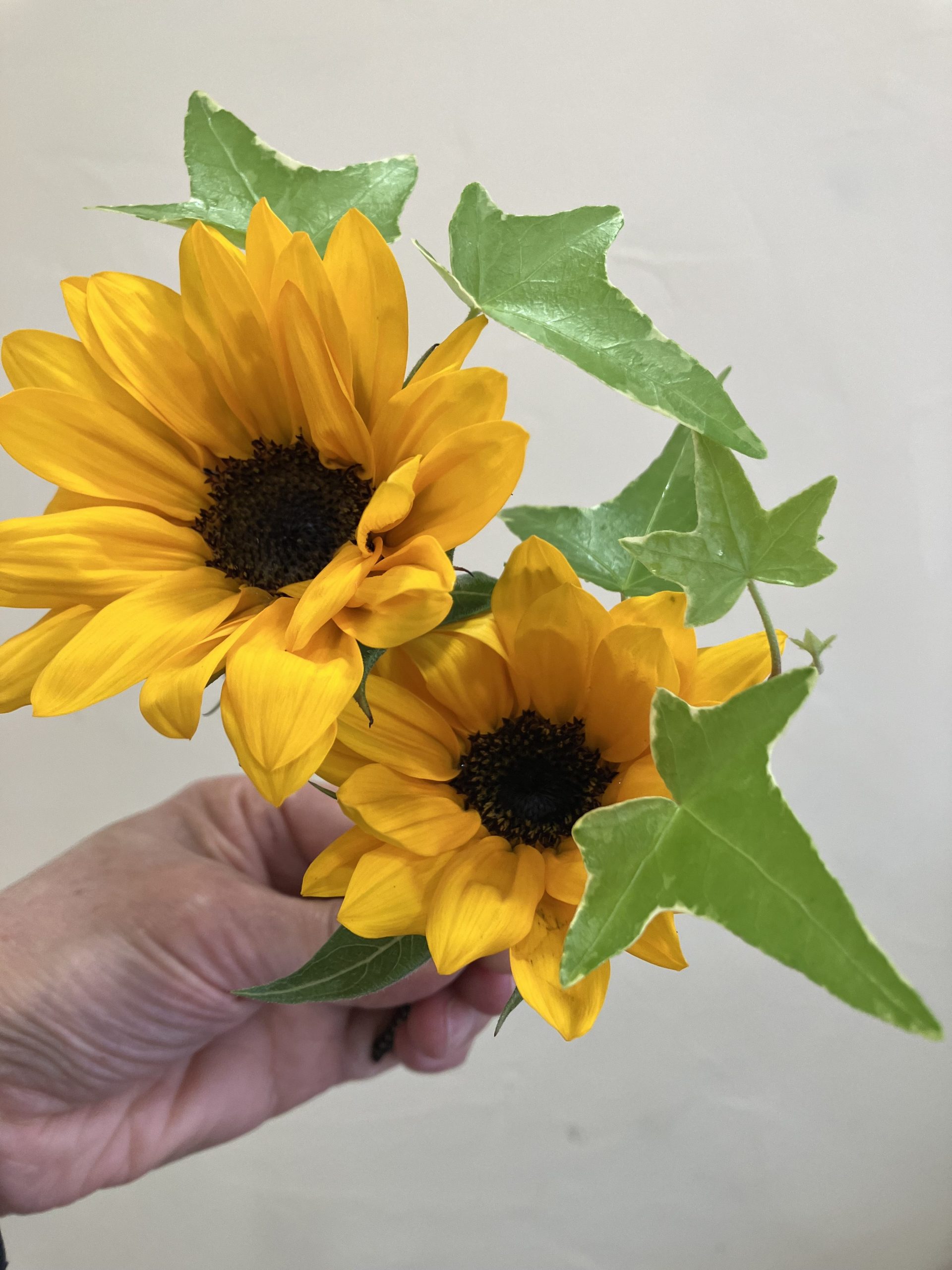 ひまわりのブートニア|「花はあんどう」　（鳥取県倉吉市の花屋）のブログ