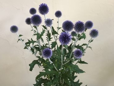 切花|「花はあんどう」　（鳥取県倉吉市の花屋）のブログ