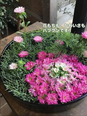 花もち抜群！！|「花はあんどう」　（鳥取県倉吉市の花屋）のブログ