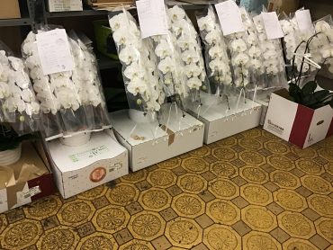 胡蝶蘭|「花はあんどう」　（鳥取県倉吉市の花屋）のブログ