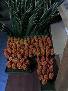 オモト｜「花はあんどう」　（鳥取県倉吉市の花キューピット加盟店 花屋）のブログ