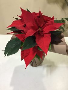 季節感｜「花はあんどう」　（鳥取県倉吉市の花キューピット加盟店 花屋）のブログ