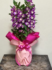 デンドロと胡蝶蘭｜「花はあんどう」　（鳥取県倉吉市の花キューピット加盟店 花屋）のブログ