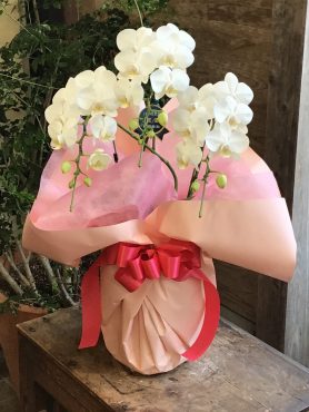胡蝶蘭｜「花はあんどう」　（鳥取県倉吉市の花キューピット加盟店 花屋）のブログ