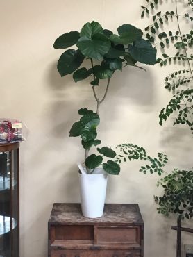 観葉植物｜「花はあんどう」　（鳥取県倉吉市の花キューピット加盟店 花屋）のブログ