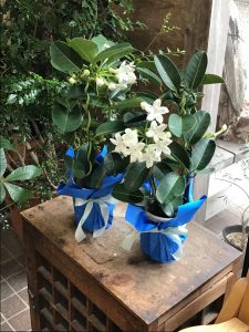お花だけでもスッキリと｜「花はあんどう」　（鳥取県倉吉市の花キューピット加盟店 花屋）のブログ